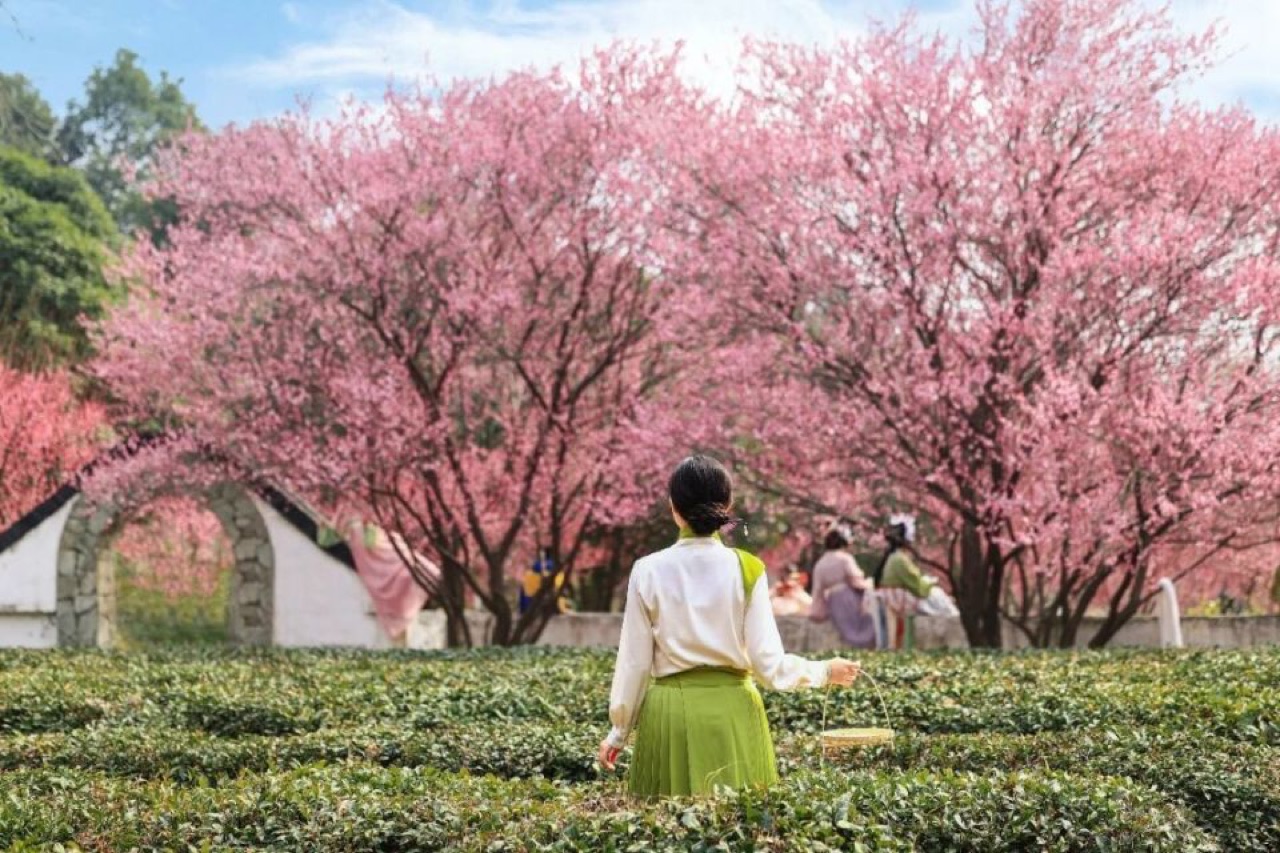 黄陂花乡茶谷