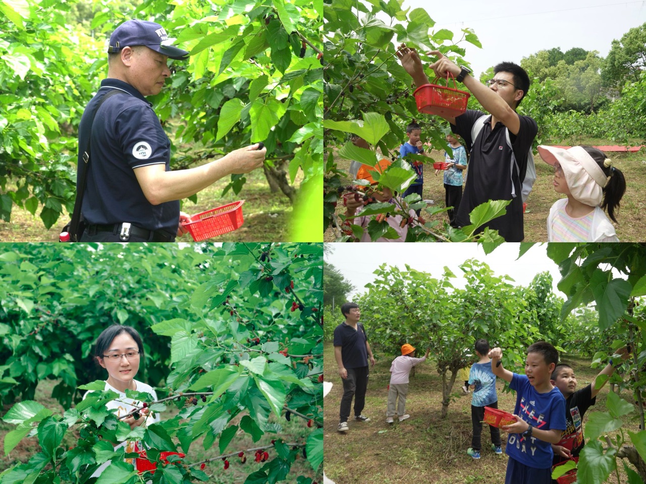 梁子湖上划船戏水