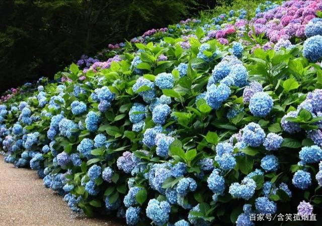 黄陂木兰花乡