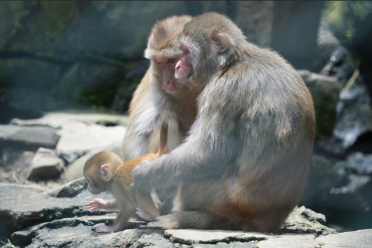 猴谷景观实拍;实际游览节点随选定线路安排。