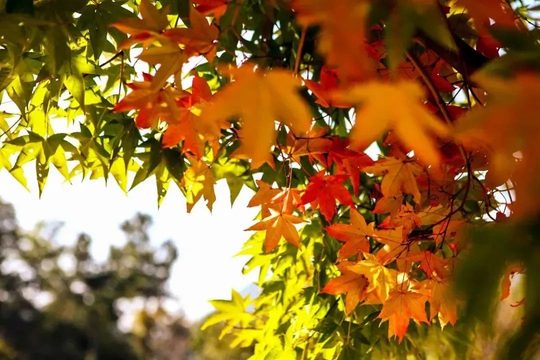 清凉寨枫叶细节,色彩状态以出发前近期实景为准。图片来源:黄陂文旅。