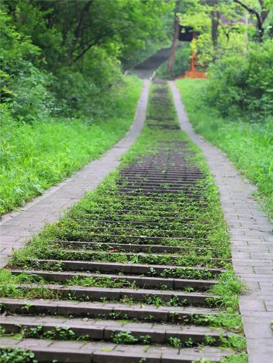 青龙山林间步道,适合边走边观察、拍摄小组作品。
