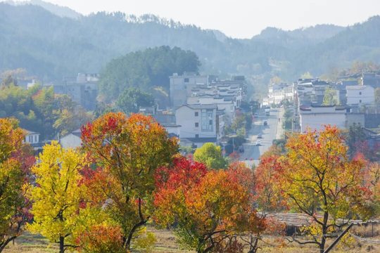 村落、远山与乌桕同框,近期实景比固定日期更能说明叶色情况。